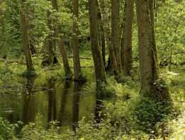 Bialowieza Forest